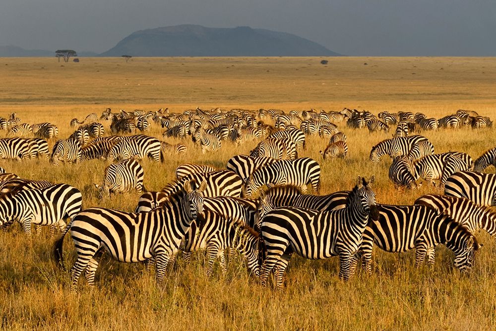 Zebras-Serengeti National Park-Tanzania art print by Adam Jones for $57.95 CAD